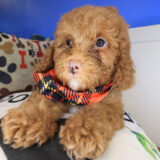 Nipper Goldendoodle 04