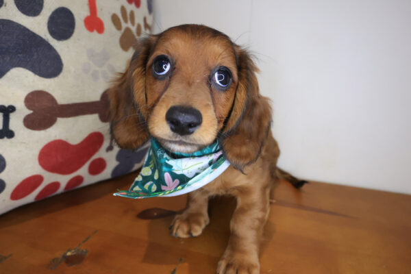 Octavia Dachshund 01