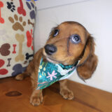 Octavia Dachshund 03