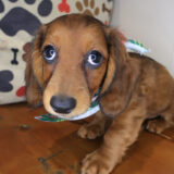 Octavia Dachshund 04