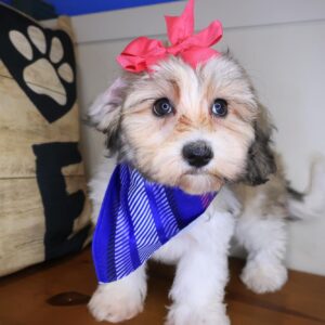 Paige Havapoo 01 Paige Havapoo 01