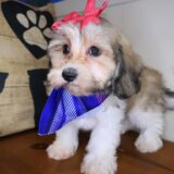 Paige Havapoo 04