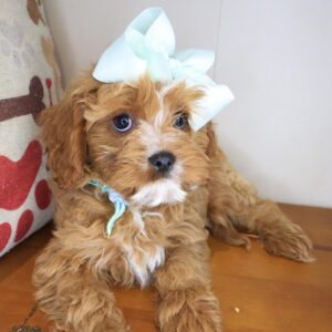 Polly Cavapoo 01 Polly Cavapoo 01