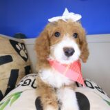 Poppyseed Goldendoodle 01
