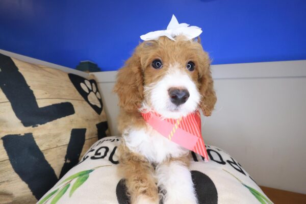 Poppyseed Goldendoodle 01