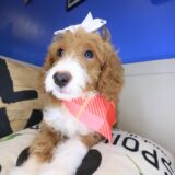 Poppyseed Goldendoodle 02
