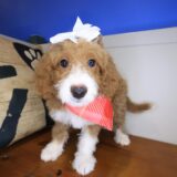 Poppyseed Goldendoodle 03