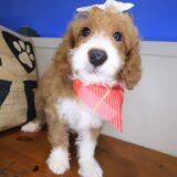 Poppyseed Goldendoodle 04