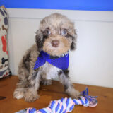 Porkchop Poodle 01