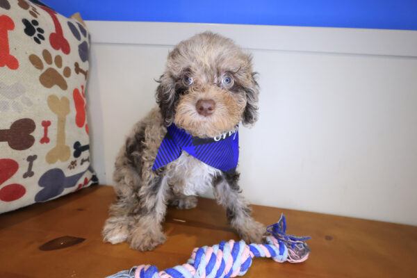 Porkchop Poodle 01