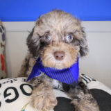 Porkchop Poodle 03