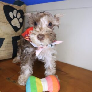 Porkchop Schnauzer 01 Porkchop Schnauzer 01