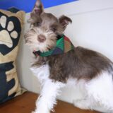 Pounce Schnauzer 01