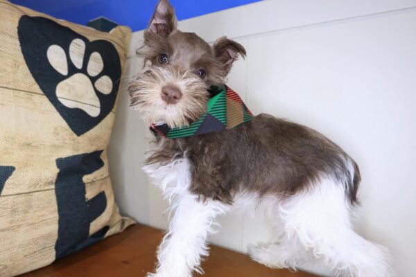 Pounce Schnauzer 01