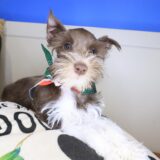 Pounce Schnauzer 02