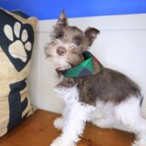 Pounce Schnauzer 03