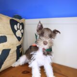 Pounce Schnauzer 04