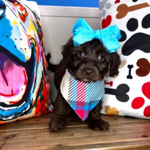 Precious Aussiedoodle 01