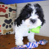 Pretty Girl Teddy Bear 01