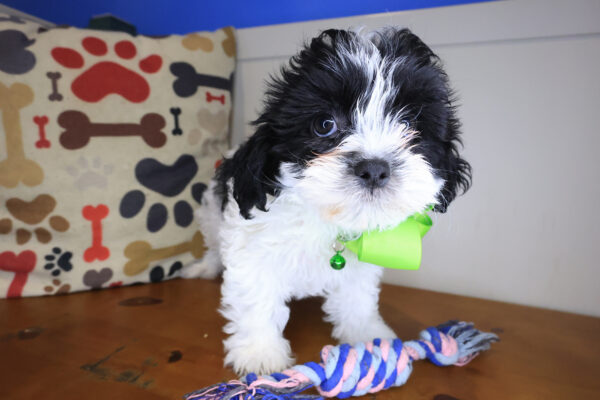 Pretty Girl Teddy Bear 01