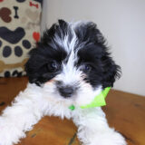 Pretty Girl Teddy Bear 02