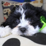 Pretty Girl Teddy Bear 04