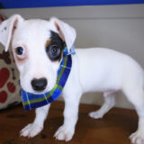 Rick Jack Russell Terrier 02