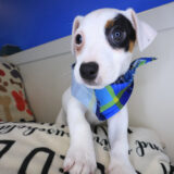 Rick Jack Russell Terrier 03