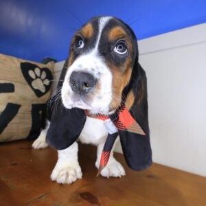 Ripley Basset Hound 01