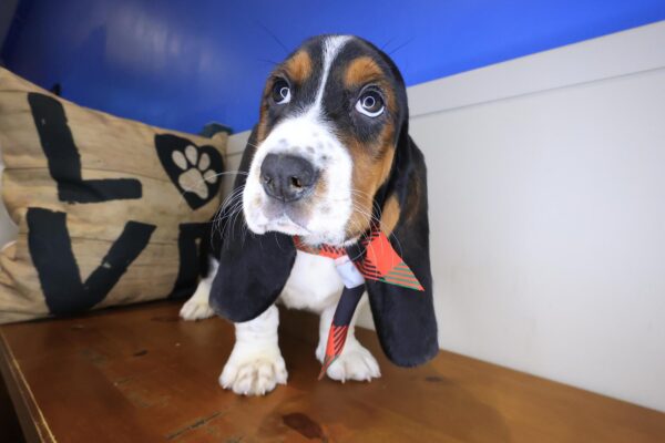 Ripley Basset Hound 01