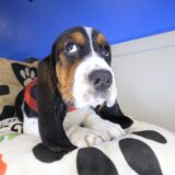 Ripley Basset Hound 02