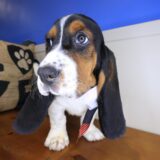 Ripley Basset Hound 03