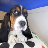 Ripley Basset Hound 04