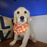 Ripley Golden Retriever 01