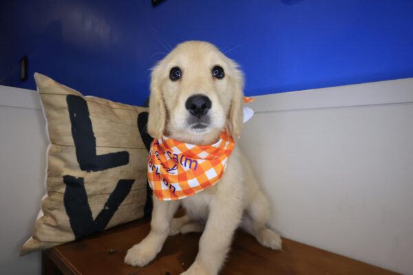 Ripley Golden Retriever 01