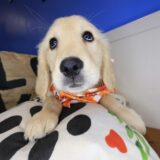 Ripley Golden Retriever 02