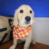 Ripley Golden Retriever 03