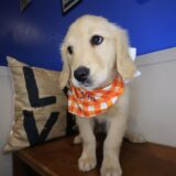 Ripley Golden Retriever 04