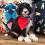 Rocky Aussiedoodle 01