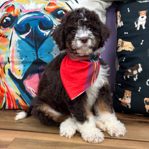 Rocky Aussiedoodle 01