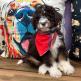 Rocky Aussiedoodle 04