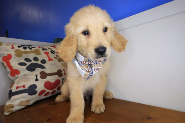 Rolf Golden Retriever 01
