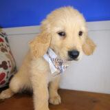 Rolf Golden Retriever 02