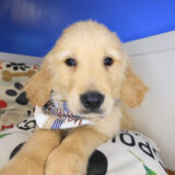 Rolf Golden Retriever 03