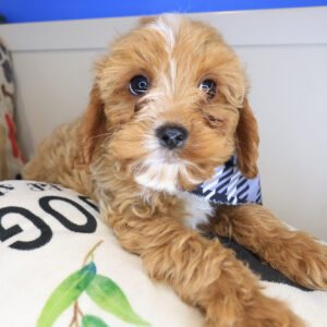 Romeo Cavapoo 01 Romeo Cavapoo 01