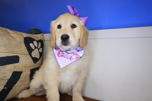 Ronda Golden Retriever 01