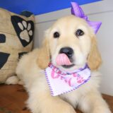 Ronda Golden Retriever 02