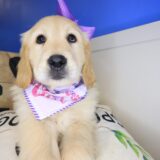 Ronda Golden Retriever 03