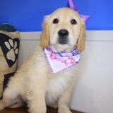 Ronda Golden Retriever 04