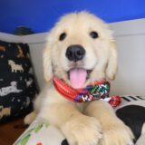 Roscoe Golden Retriever 01